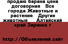 продаю барана цена договорная - Все города Животные и растения » Другие животные   . Алтайский край,Заринск г.